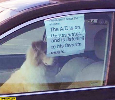 the ac is on meme|Dog in a car the A/C is on, he has water and is。